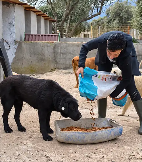 Hayvan yaşam alanında gönüllü çalışması