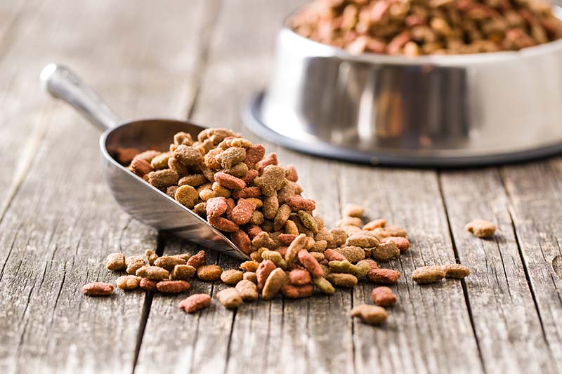 Choosing the Healthiest Pet Food
